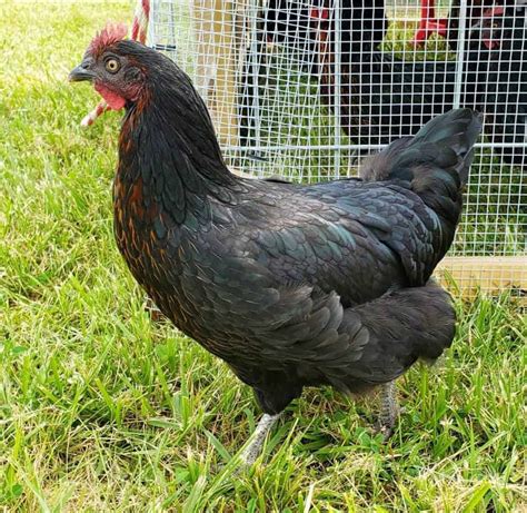 black maran sex link chicken